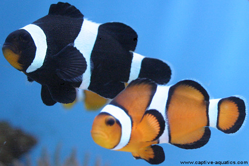 Clownfish Pair - Captive Aquatics